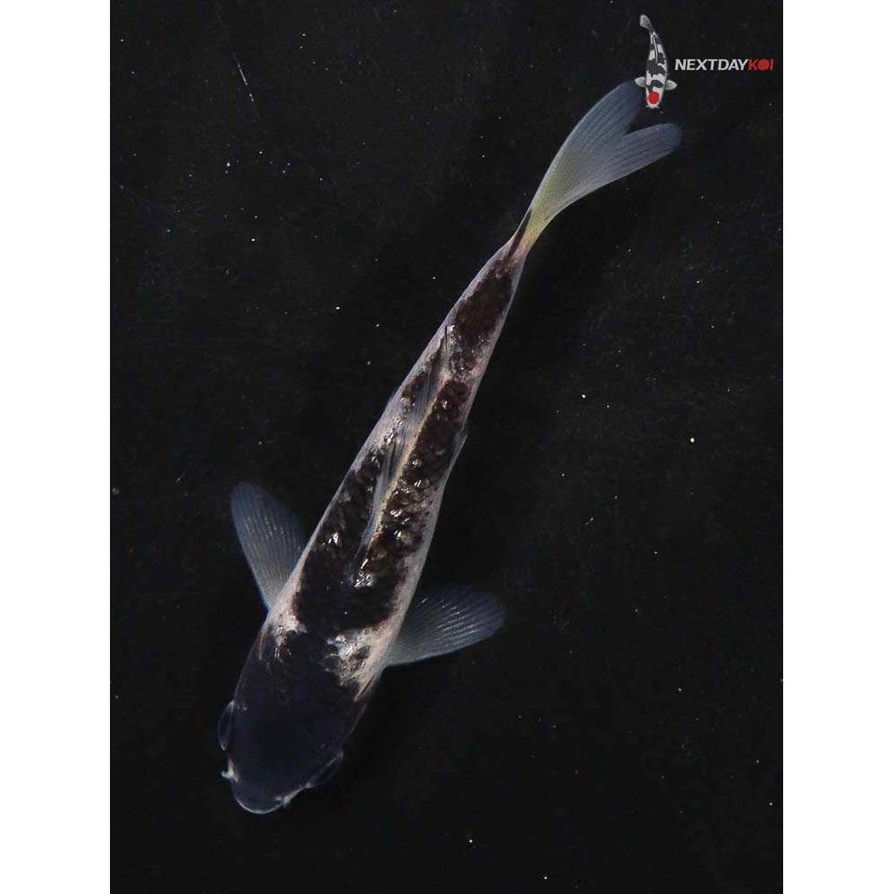 4” Imported Goromo