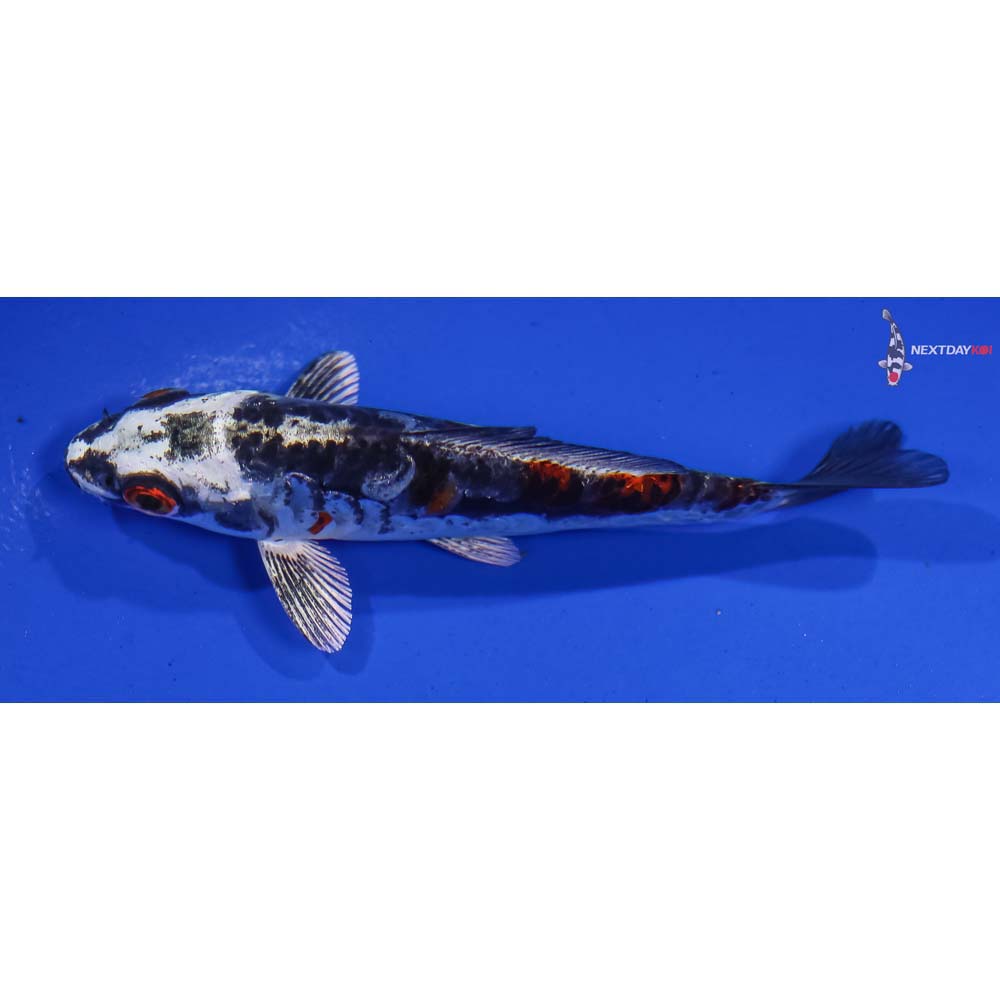 4” Imported Kin Kikokuryu