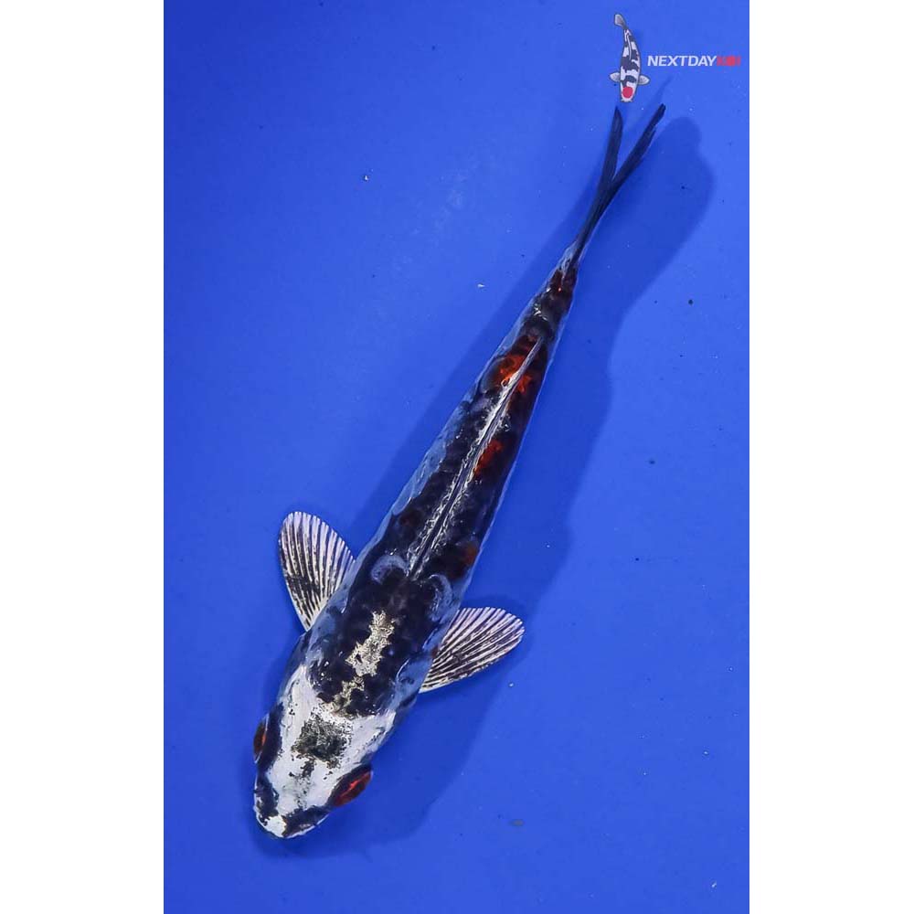 4” Imported Kin Kikokuryu