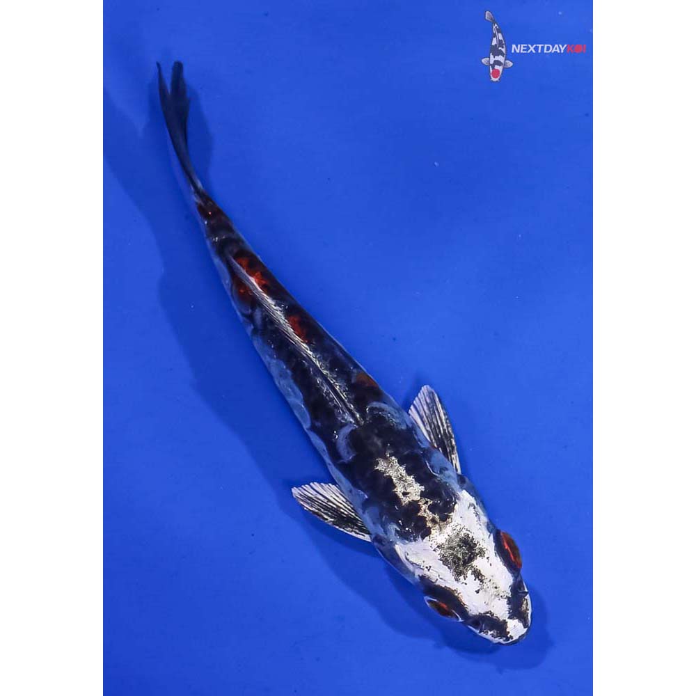 4” Imported Kin Kikokuryu