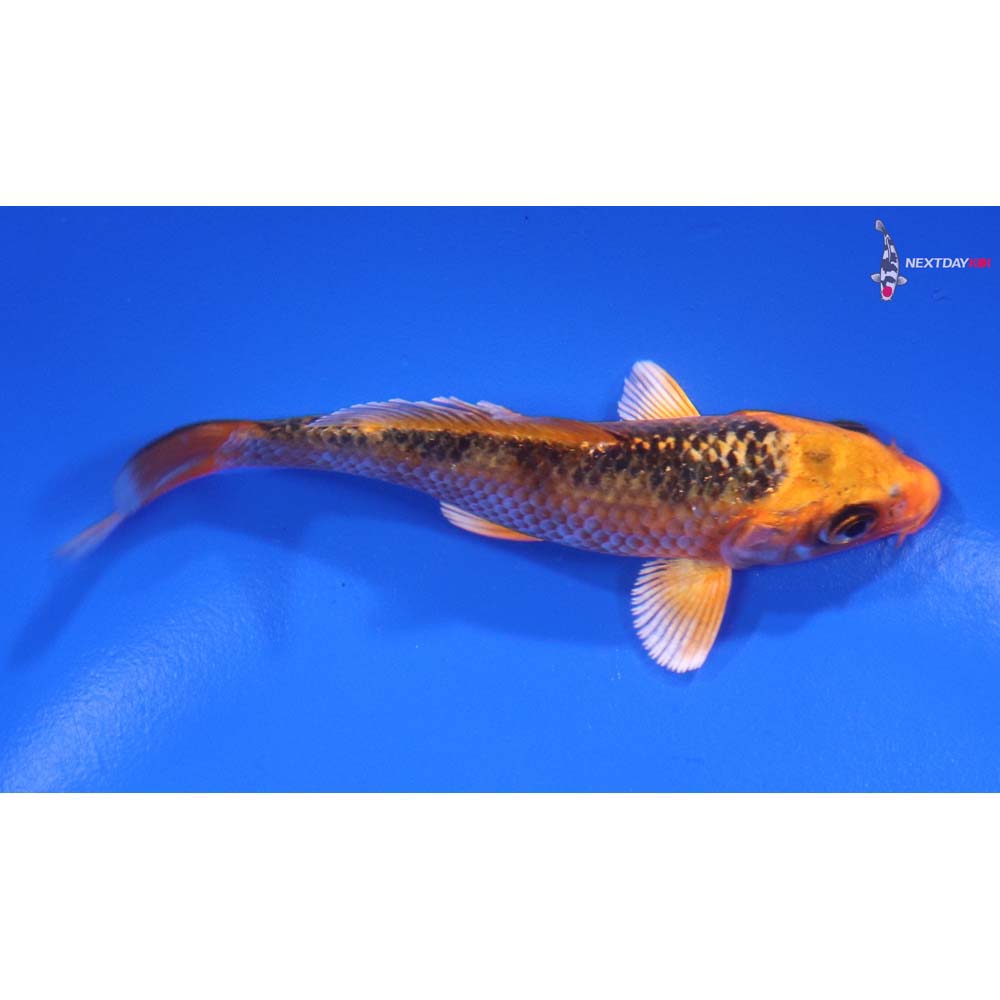 3.5” Imported Orenji Matsuba