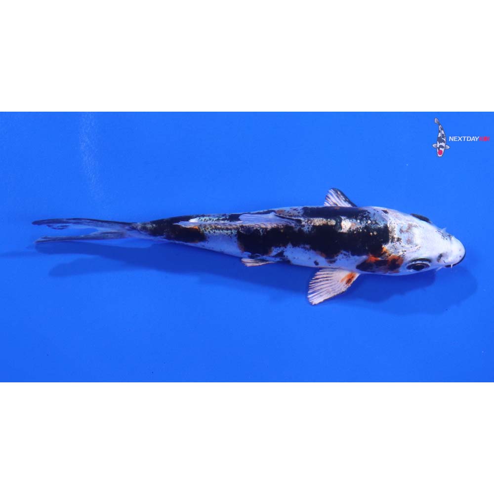 4” Imported Heisei Nishiki