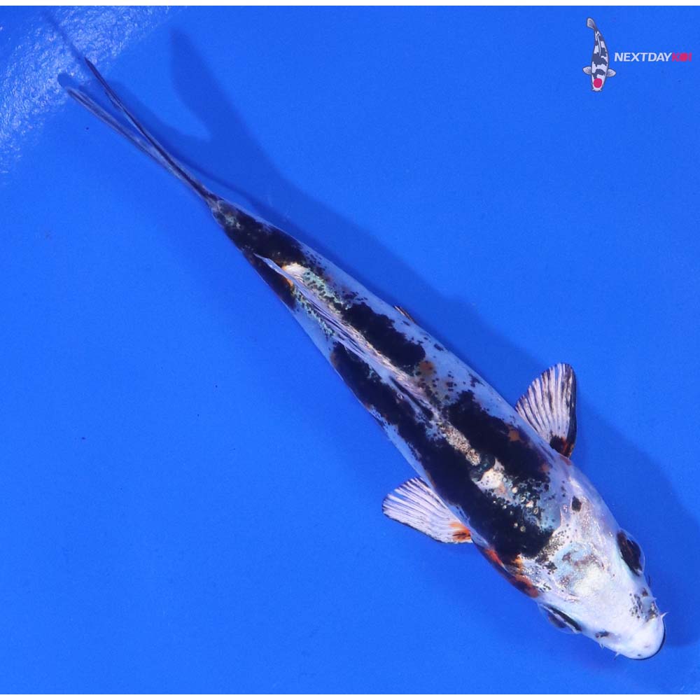 4” Imported Heisei Nishiki