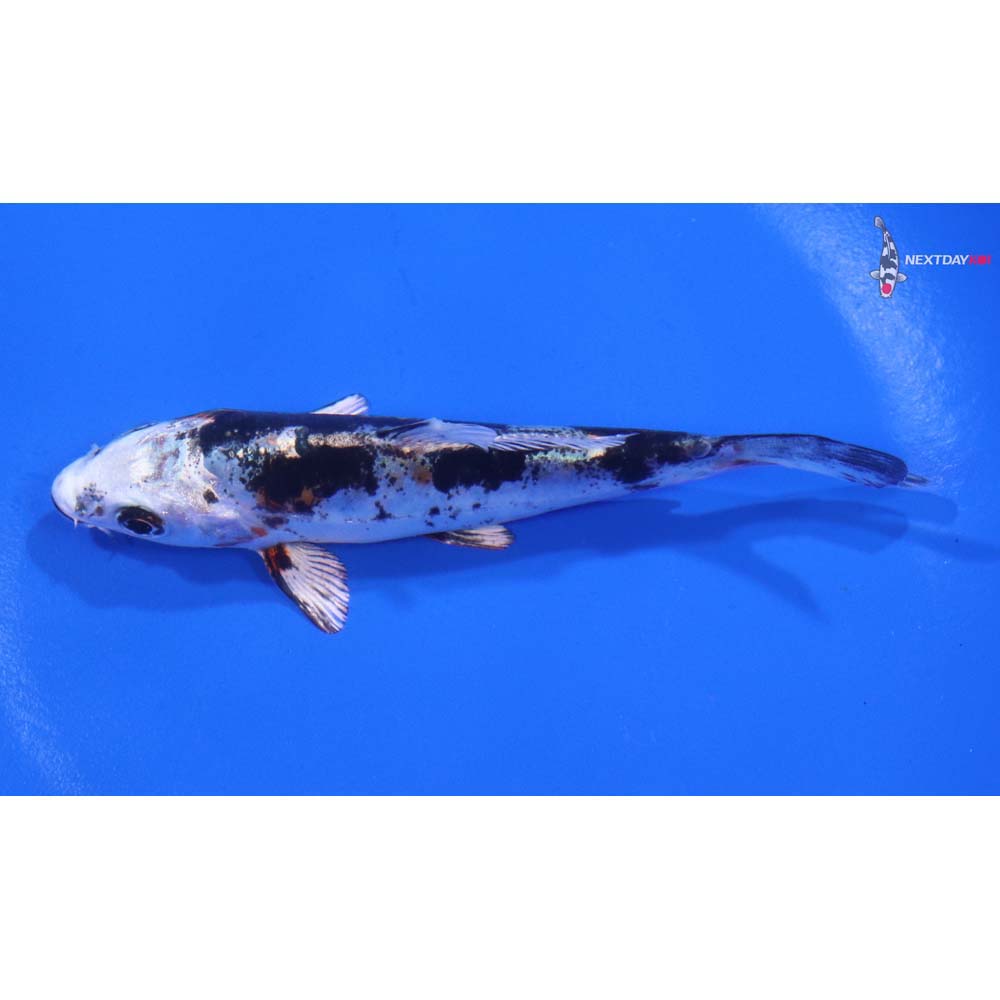 4” Imported Heisei Nishiki