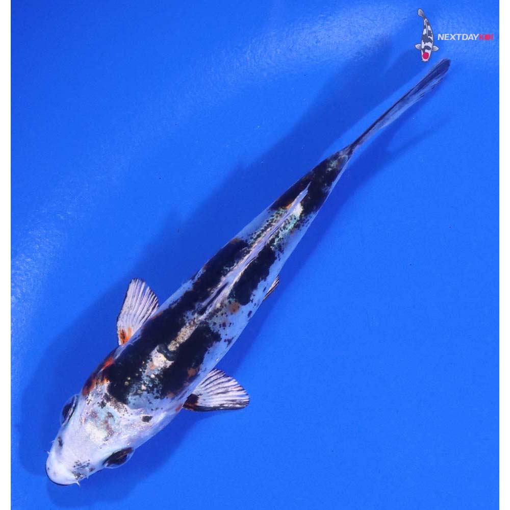 4” Imported Heisei Nishiki