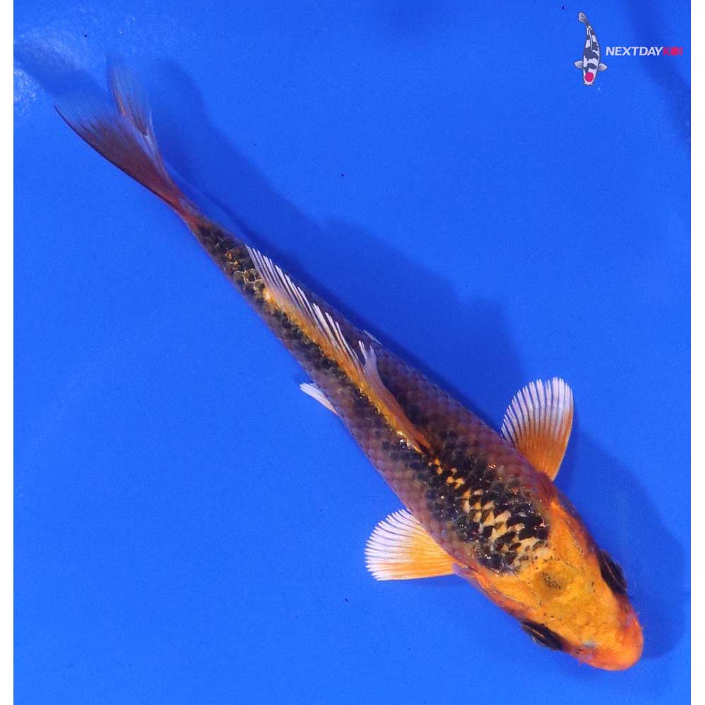 3.5” Imported Orenji Matsuba