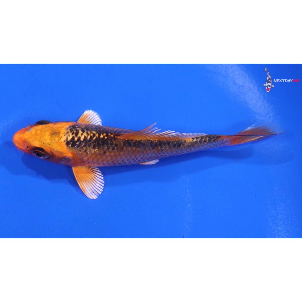 3.5” Imported Orenji Matsuba