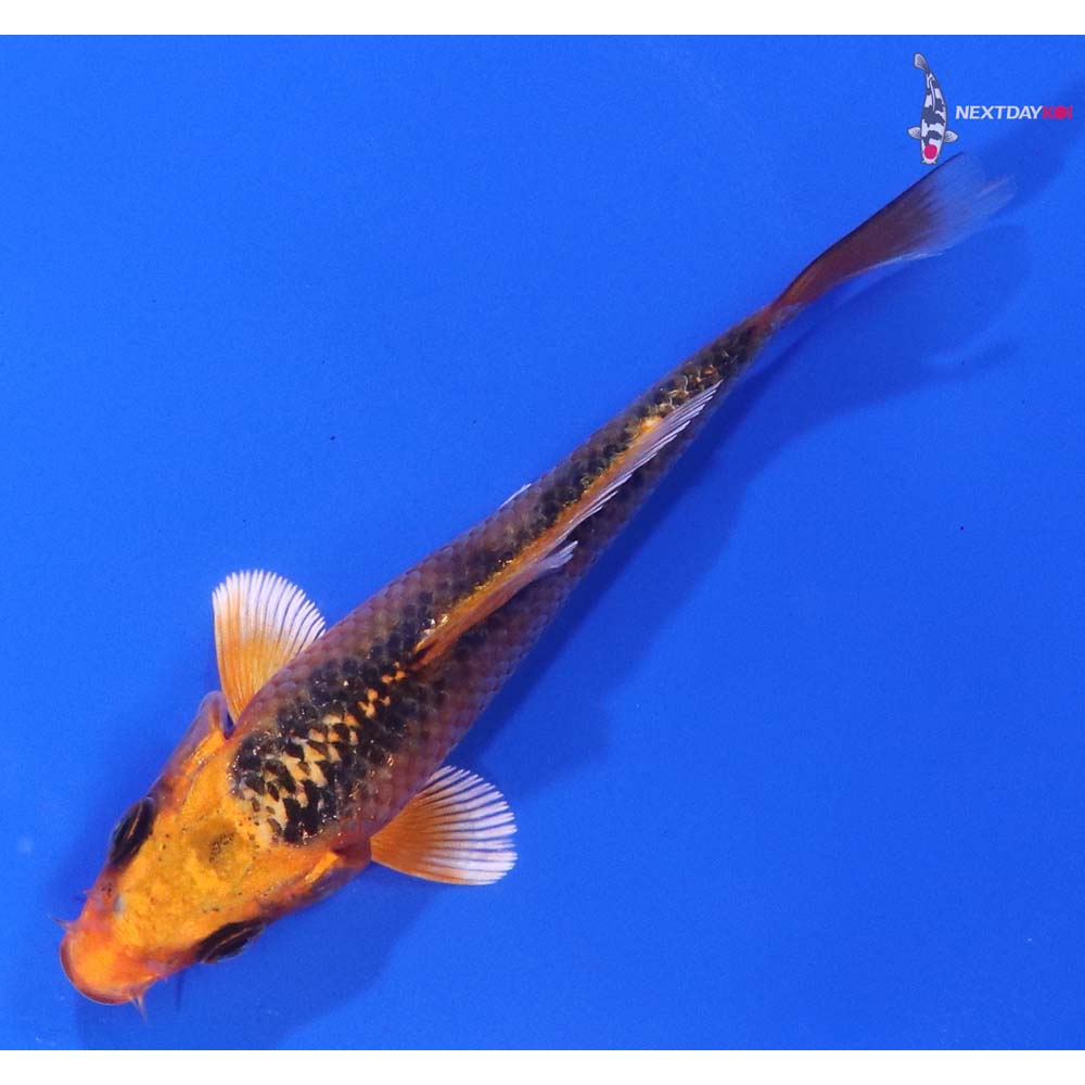 3.5” Imported Orenji Matsuba