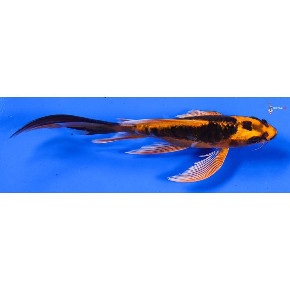 5.5” Imported Kin Kikokuryu Butterfly Koi