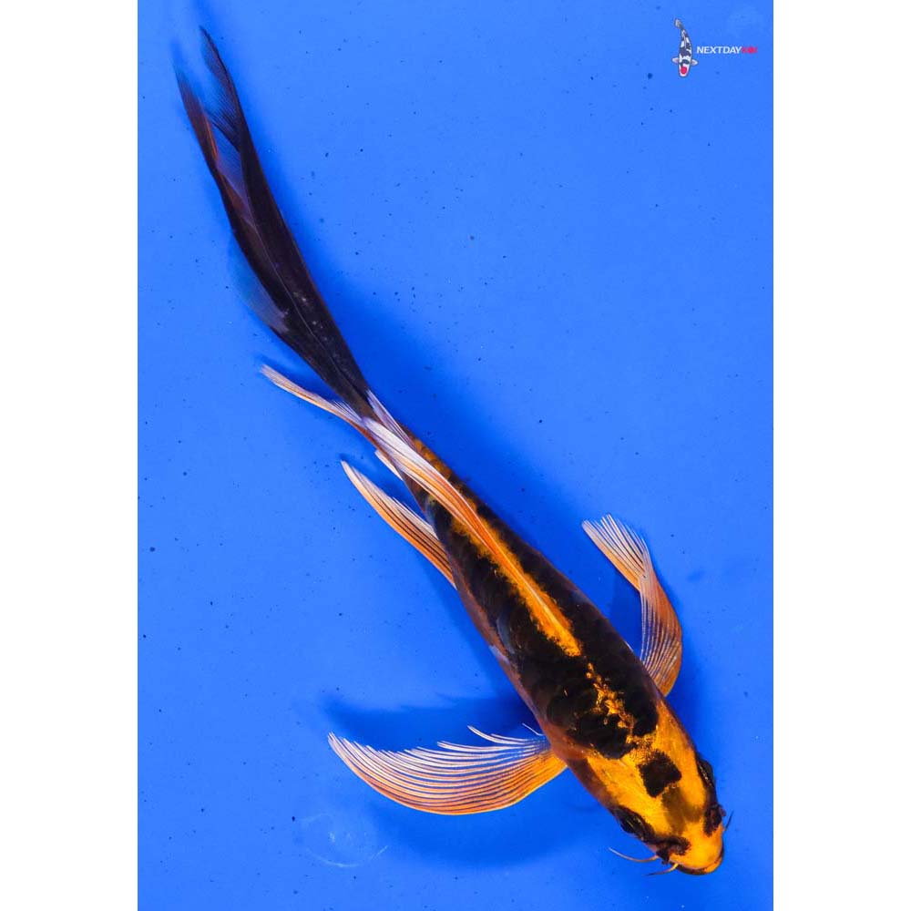 5.5” Imported Kin Kikokuryu Butterfly Koi