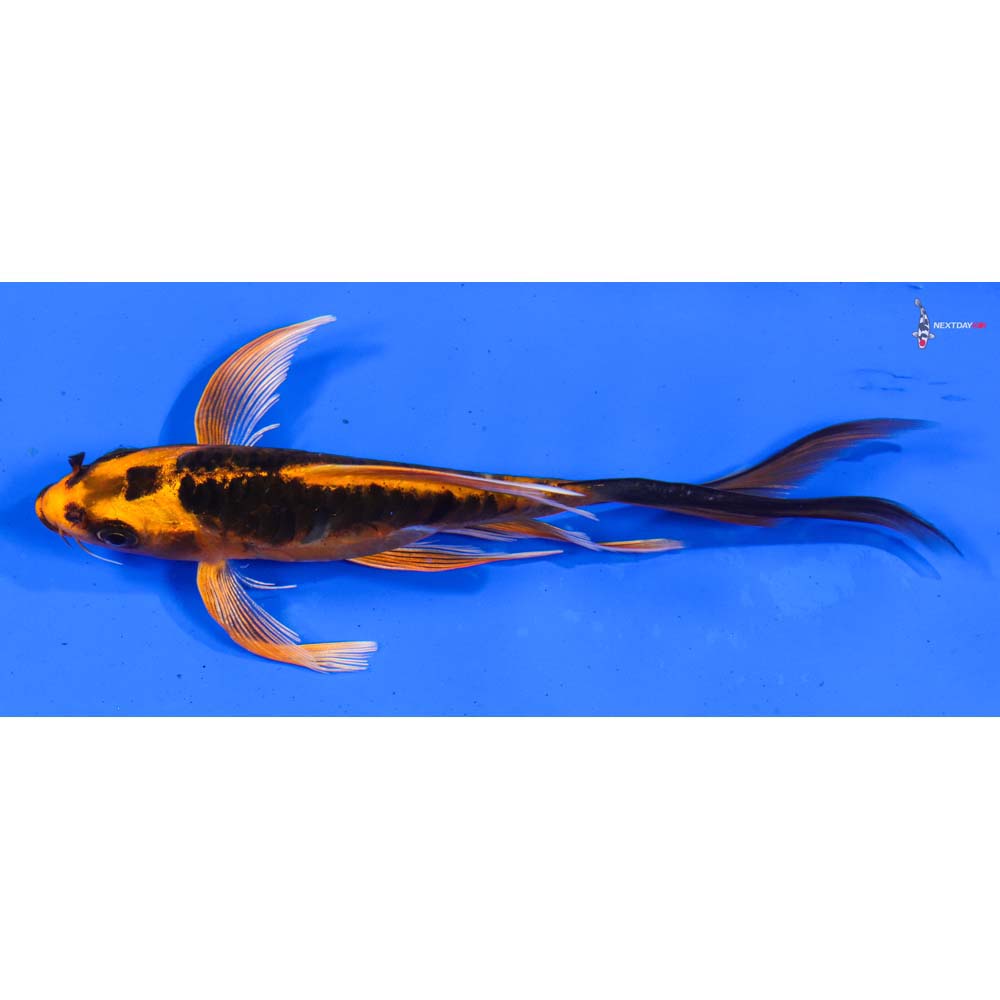 5.5” Imported Kin Kikokuryu Butterfly Koi
