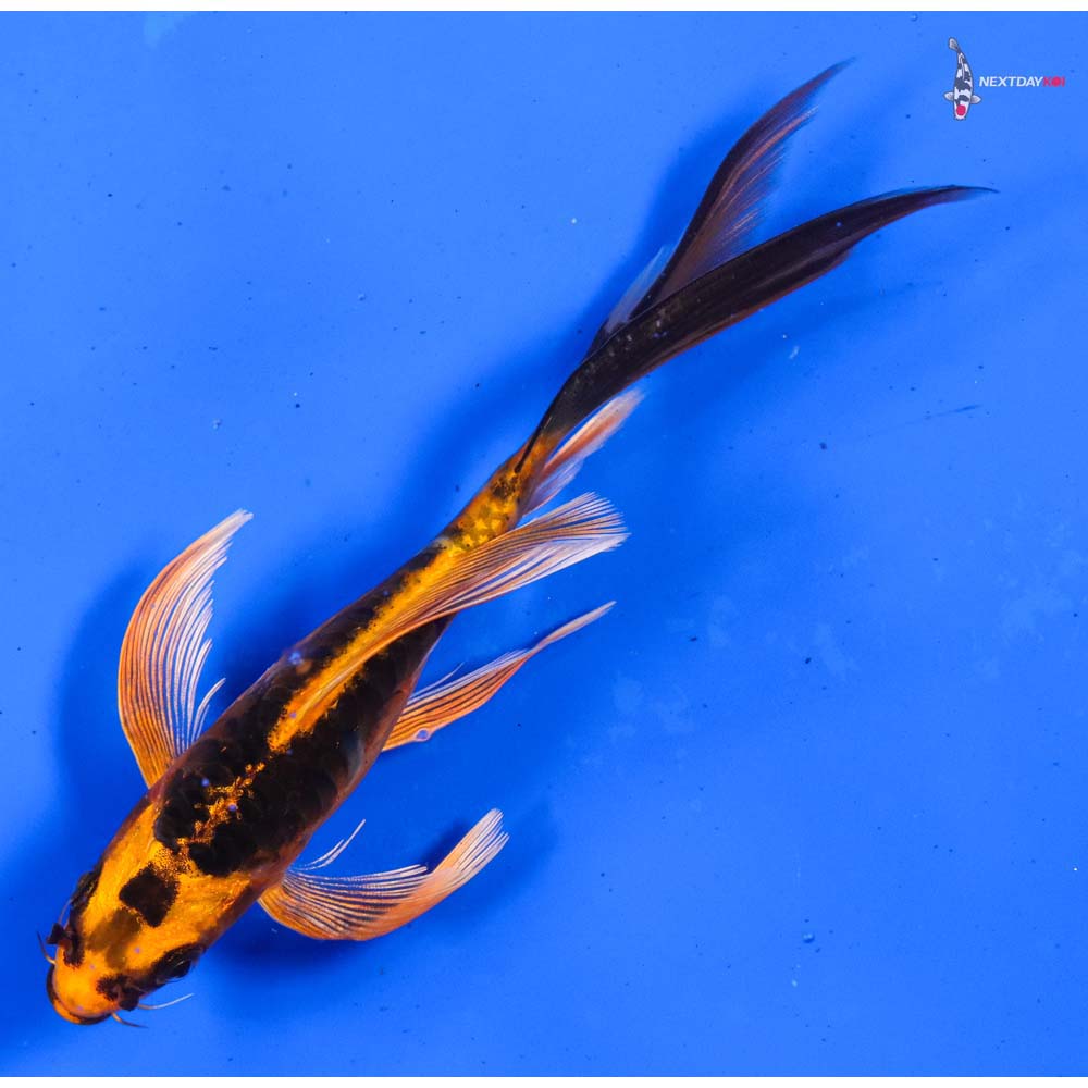 5.5” Imported Kin Kikokuryu Butterfly Koi