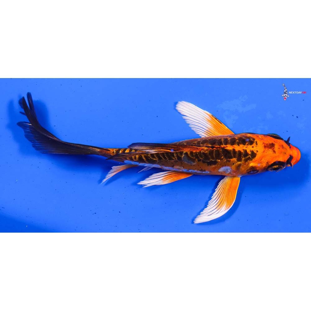 5.5” Imported Doitsu Orenji Matsuba Butterfly Koi