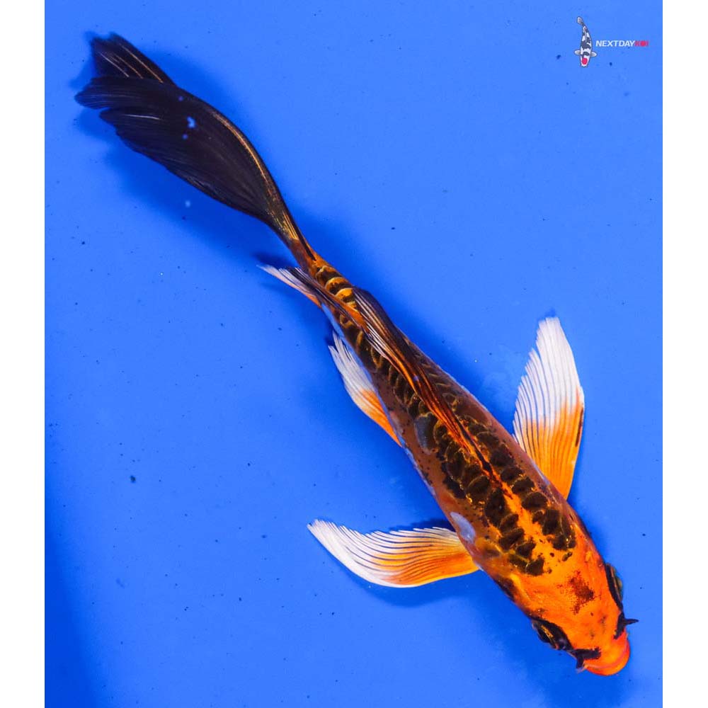 5.5” Imported Doitsu Orenji Matsuba Butterfly Koi