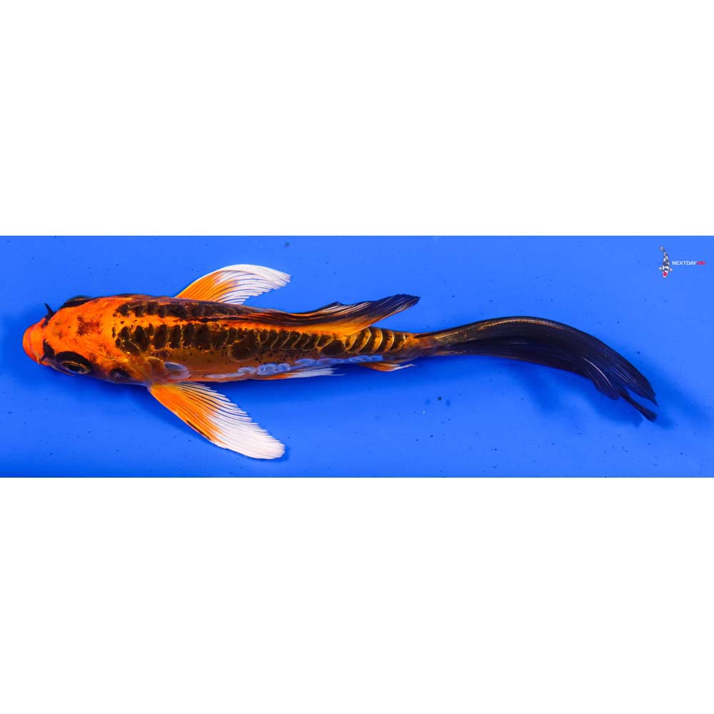 5.5” Imported Doitsu Orenji Matsuba Butterfly Koi
