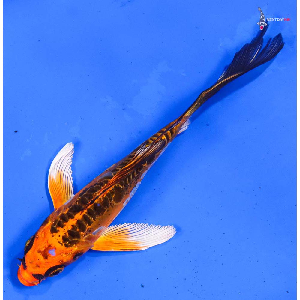 5.5” Imported Doitsu Orenji Matsuba Butterfly Koi
