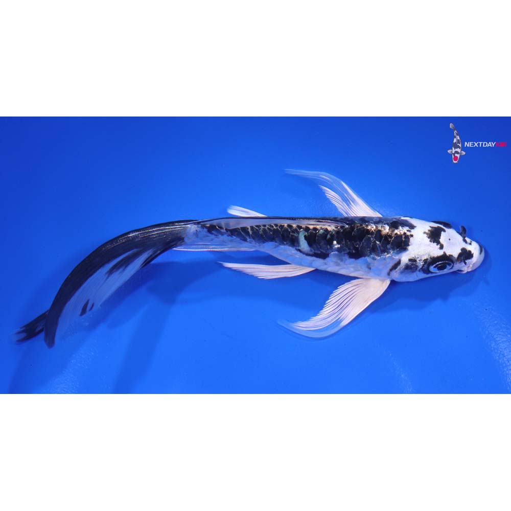 6.5” Imported Armor Scaled Kikokuryu Butterfly Koi