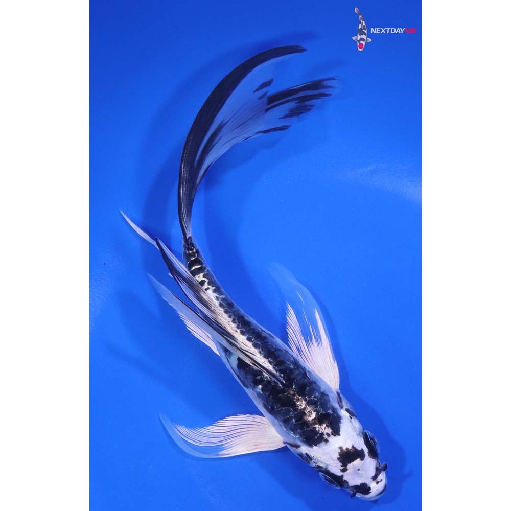 6.5” Imported Armor Scaled Kikokuryu Butterfly Koi