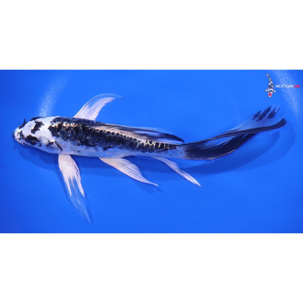 6.5” Imported Armor Scaled Kikokuryu Butterfly Koi