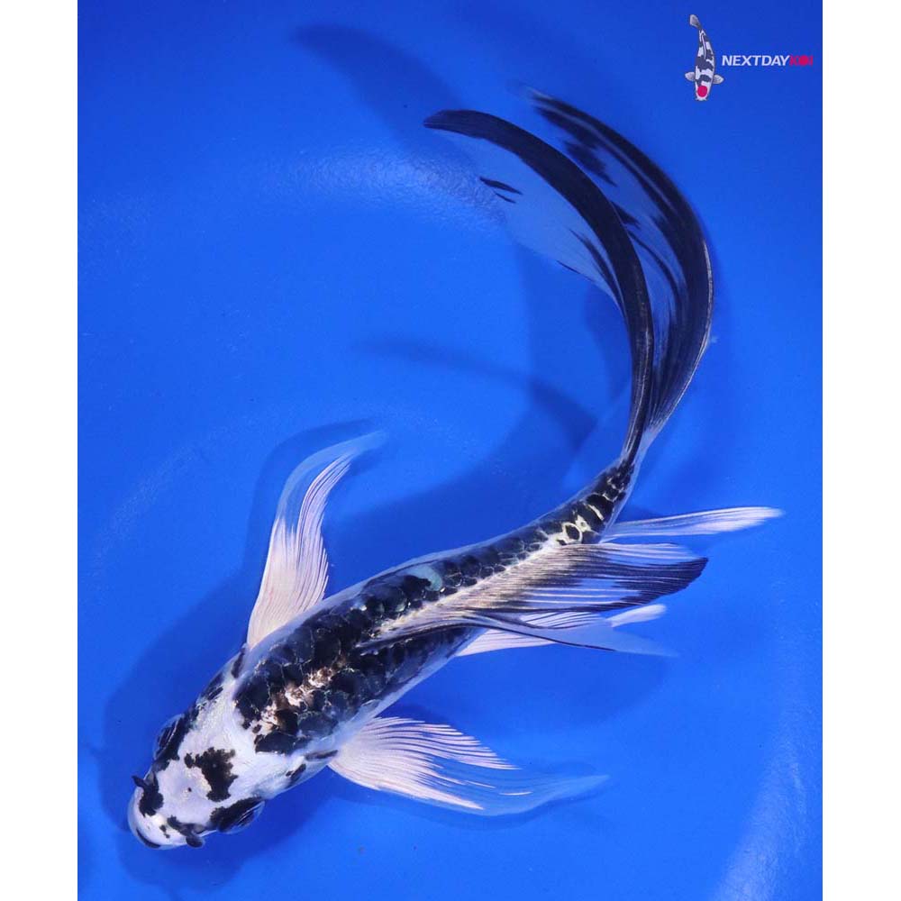6.5” Imported Armor Scaled Kikokuryu Butterfly Koi