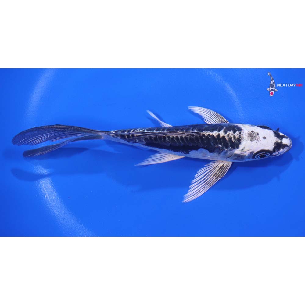 6” Imported Kikokuryu Butterfly Koi