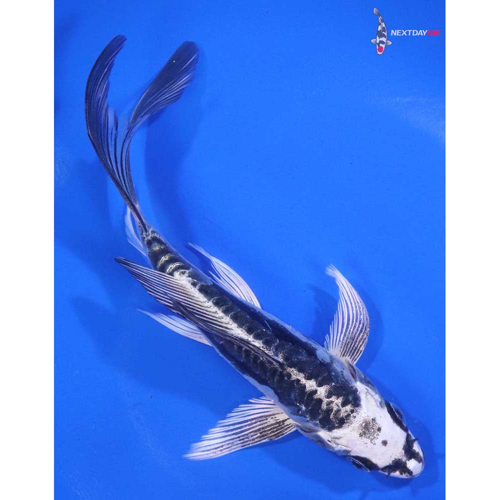 6” Imported Kikokuryu Butterfly Koi