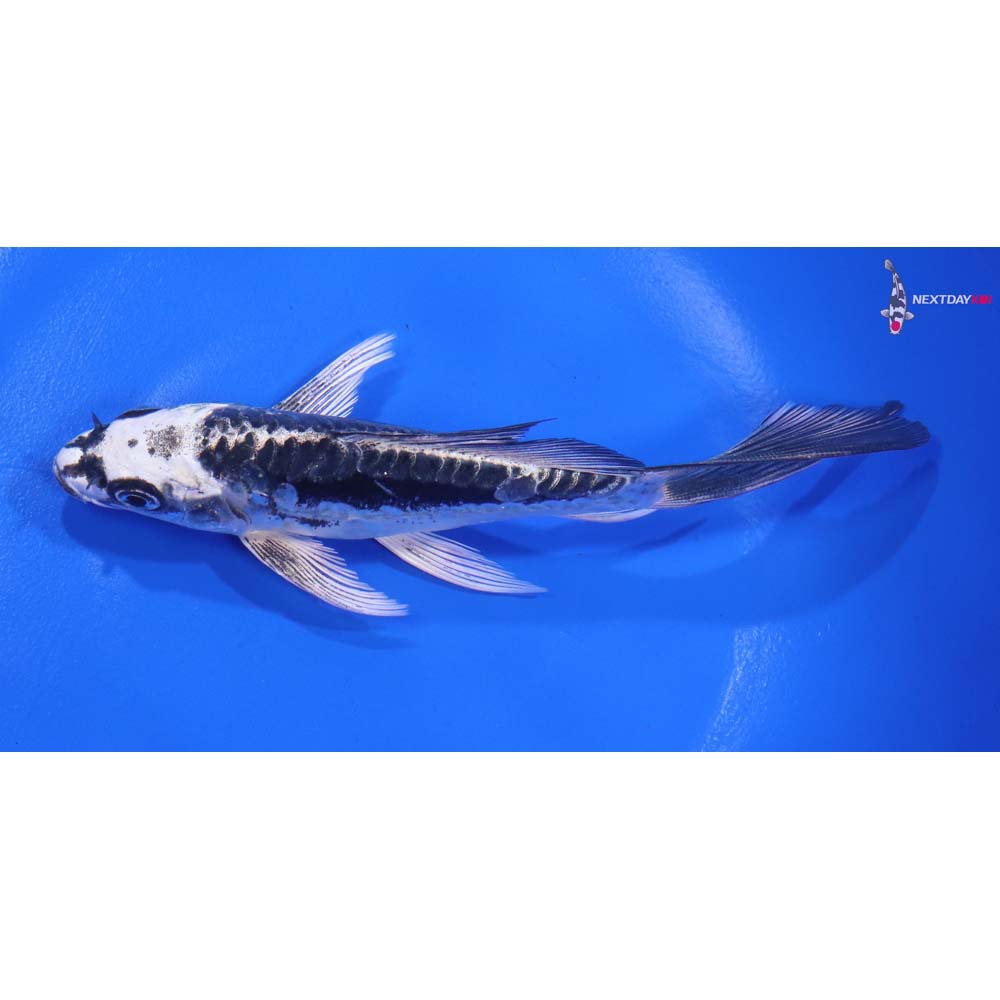 6” Imported Kikokuryu Butterfly Koi