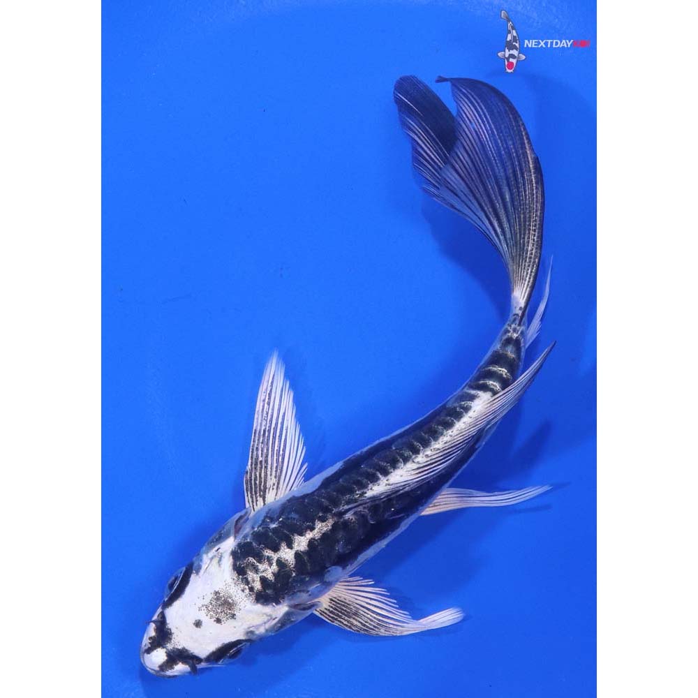 6” Imported Kikokuryu Butterfly Koi