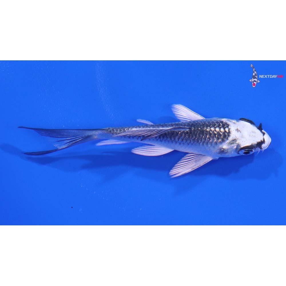 3.5” Imported Gin Matsuba Butterfly Koi