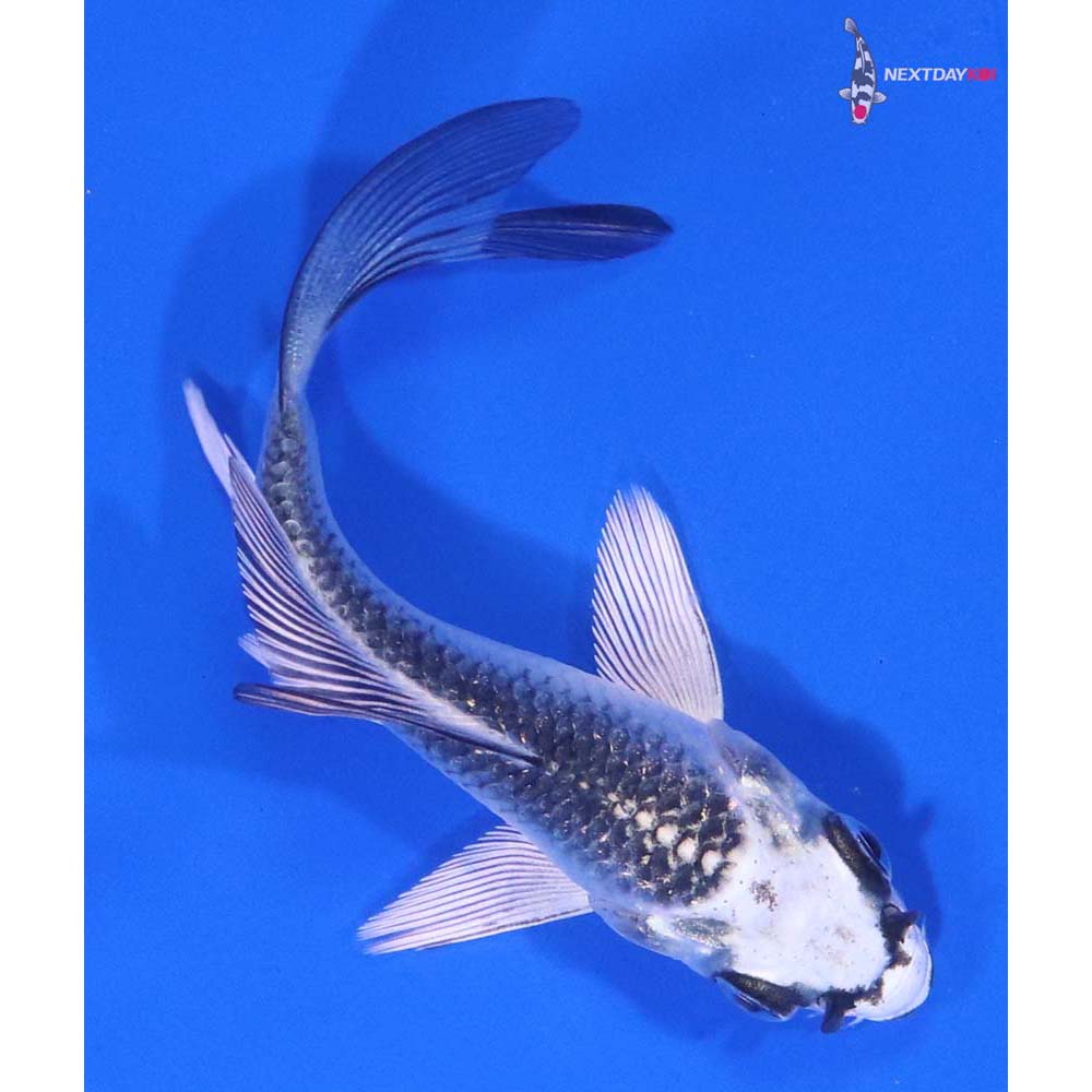 3.5” Imported Gin Matsuba Butterfly Koi
