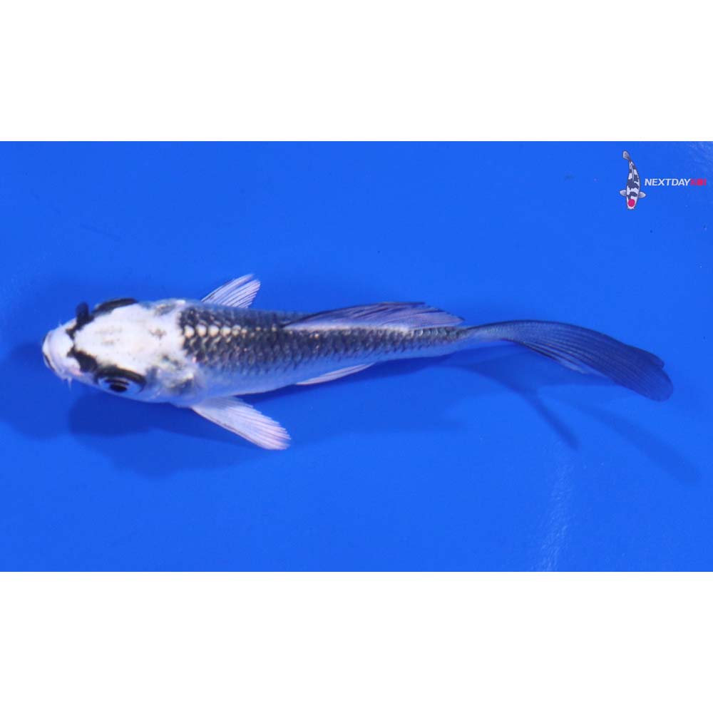 3.5” Imported Gin Matsuba Butterfly Koi