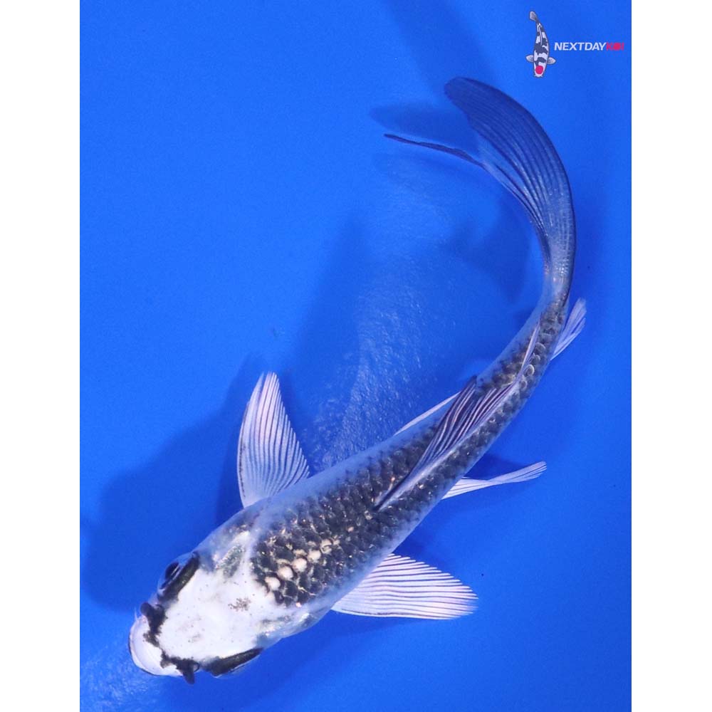 3.5” Imported Gin Matsuba Butterfly Koi