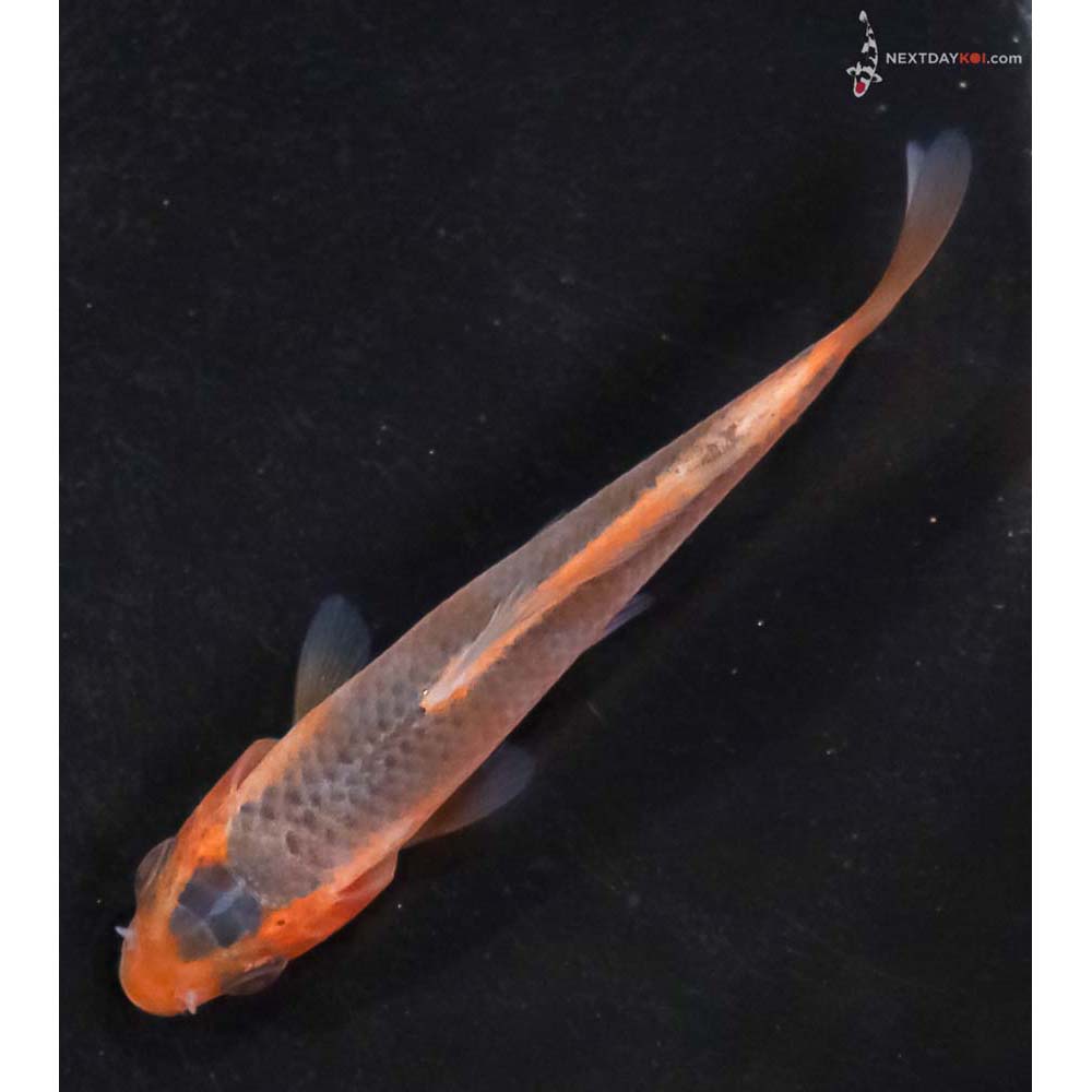 3” Imported Hi Asagi