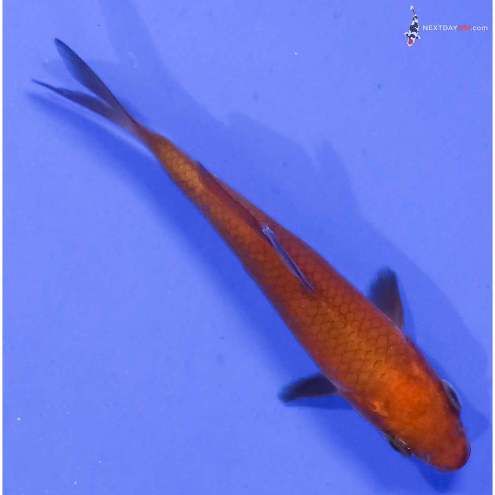 3” Imported Chagoi