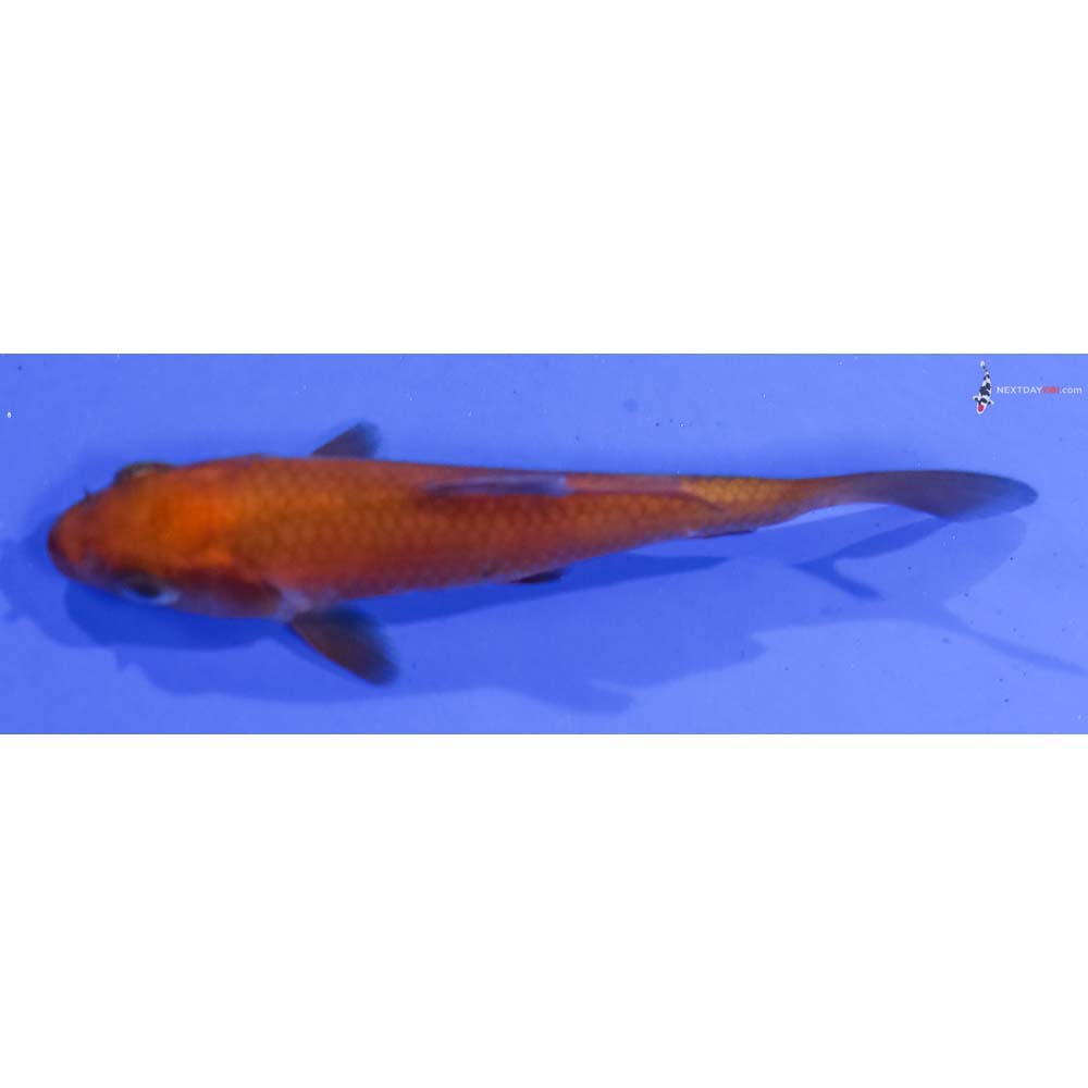 3” Imported Chagoi