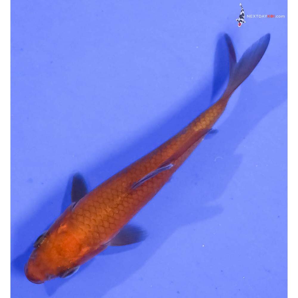 3” Imported Chagoi