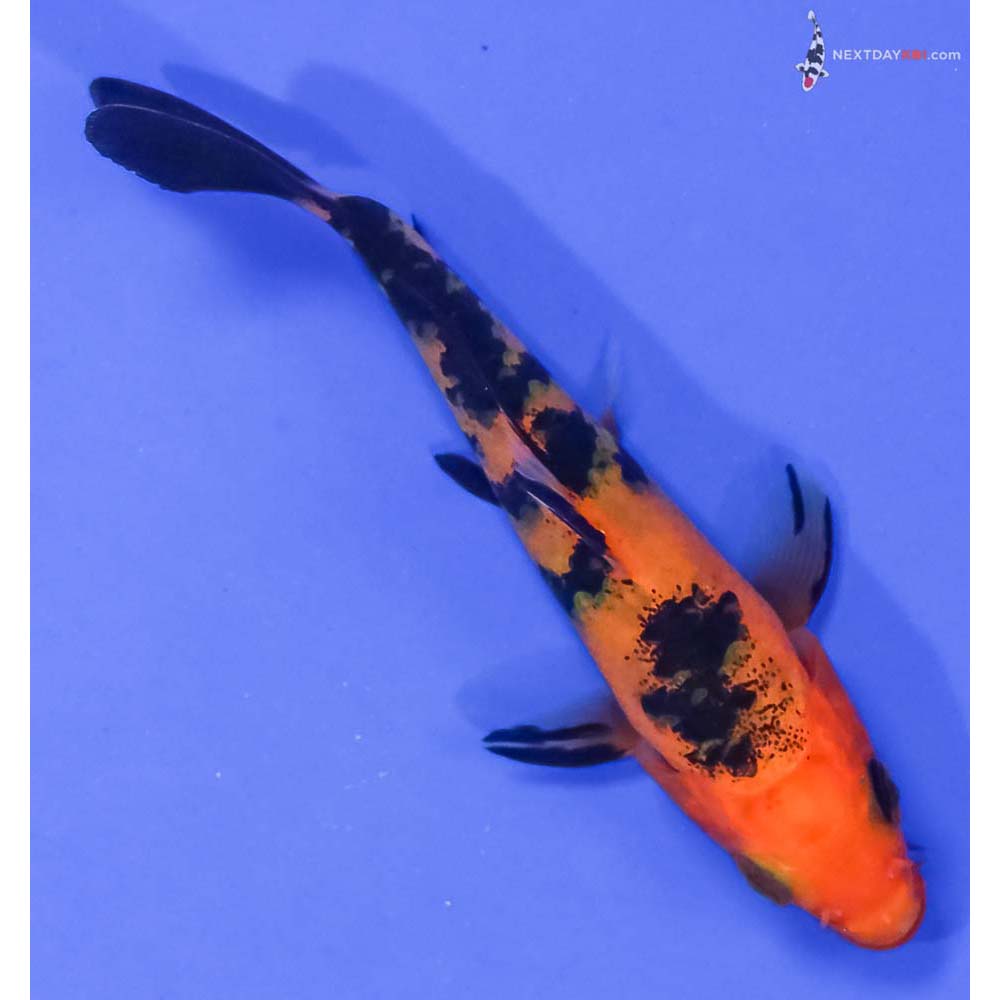 4” Imported Aka Bekko