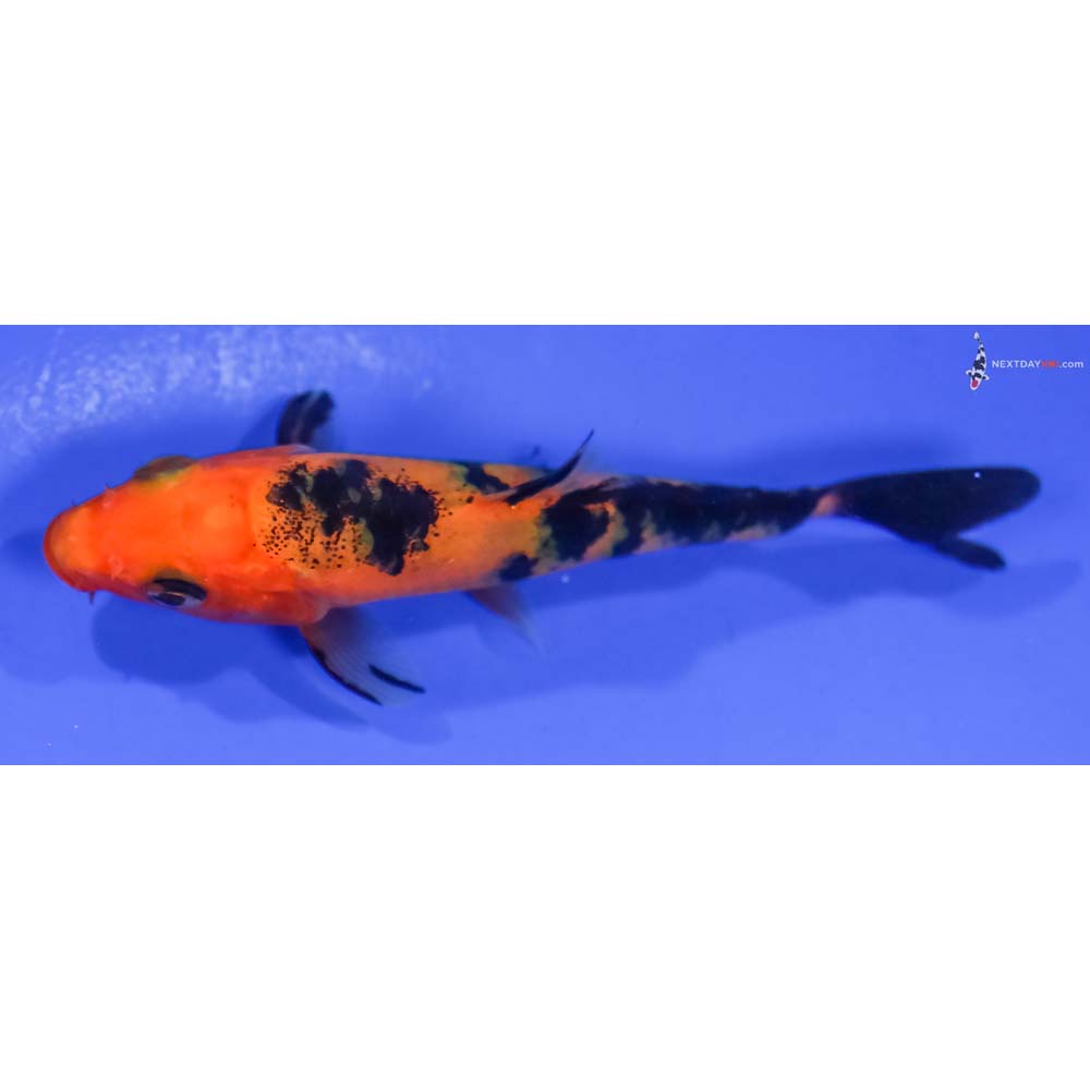 4” Imported Aka Bekko