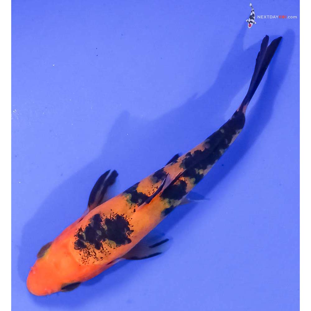 4” Imported Aka Bekko