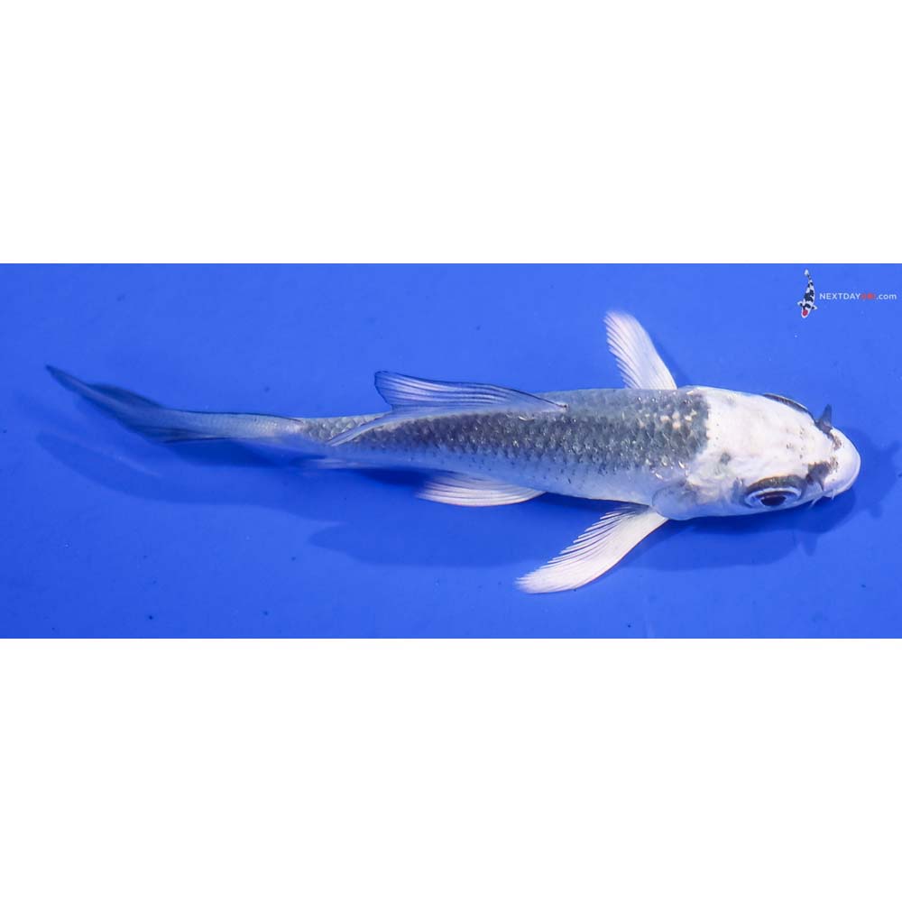 3.5” Imported Gin Matsuba Butterfly Koi