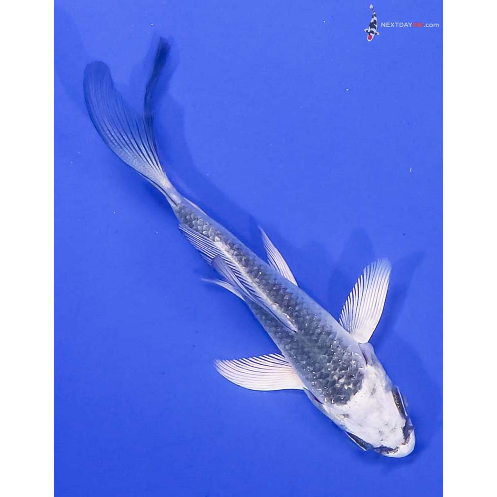 3.5” Imported Gin Matsuba Butterfly Koi