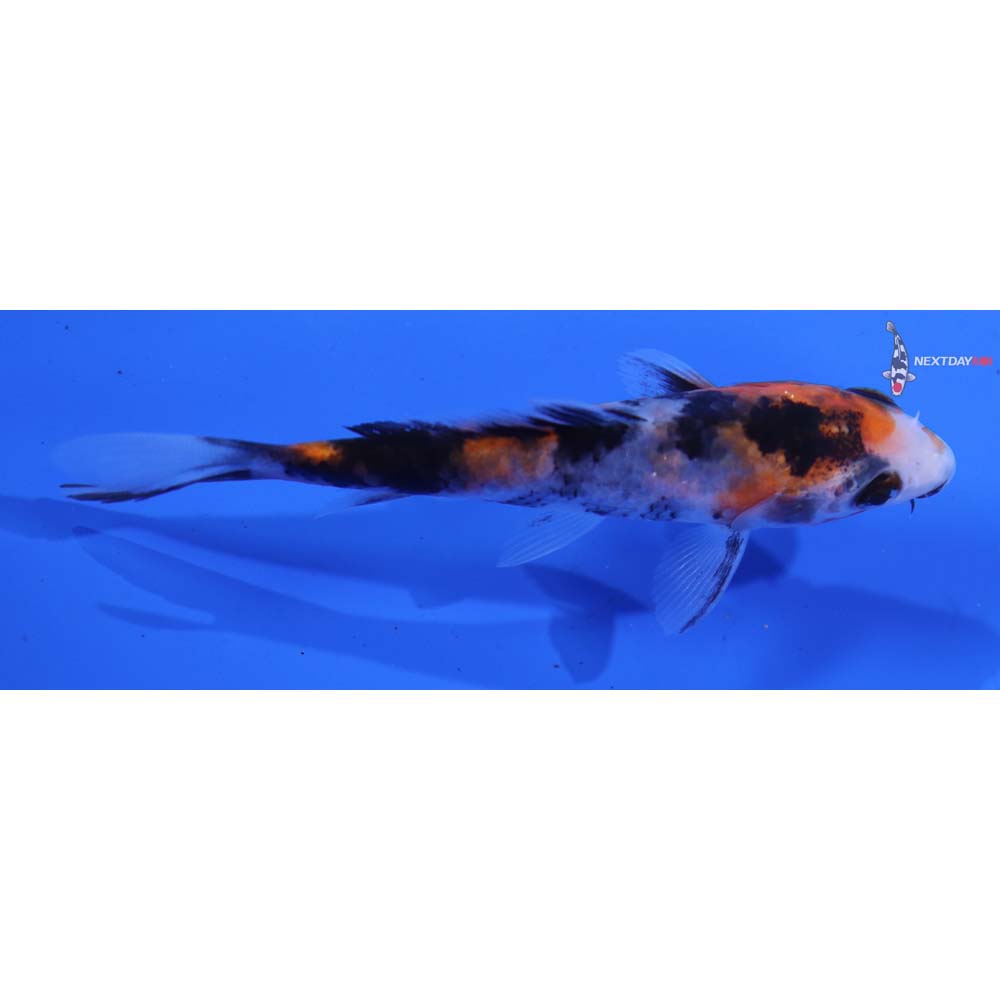 3.5” Imported Showa