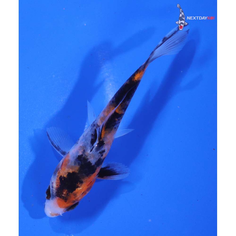 3.5” Imported Showa