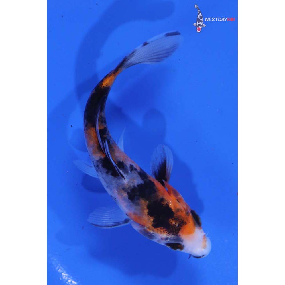 3.5” Imported Showa