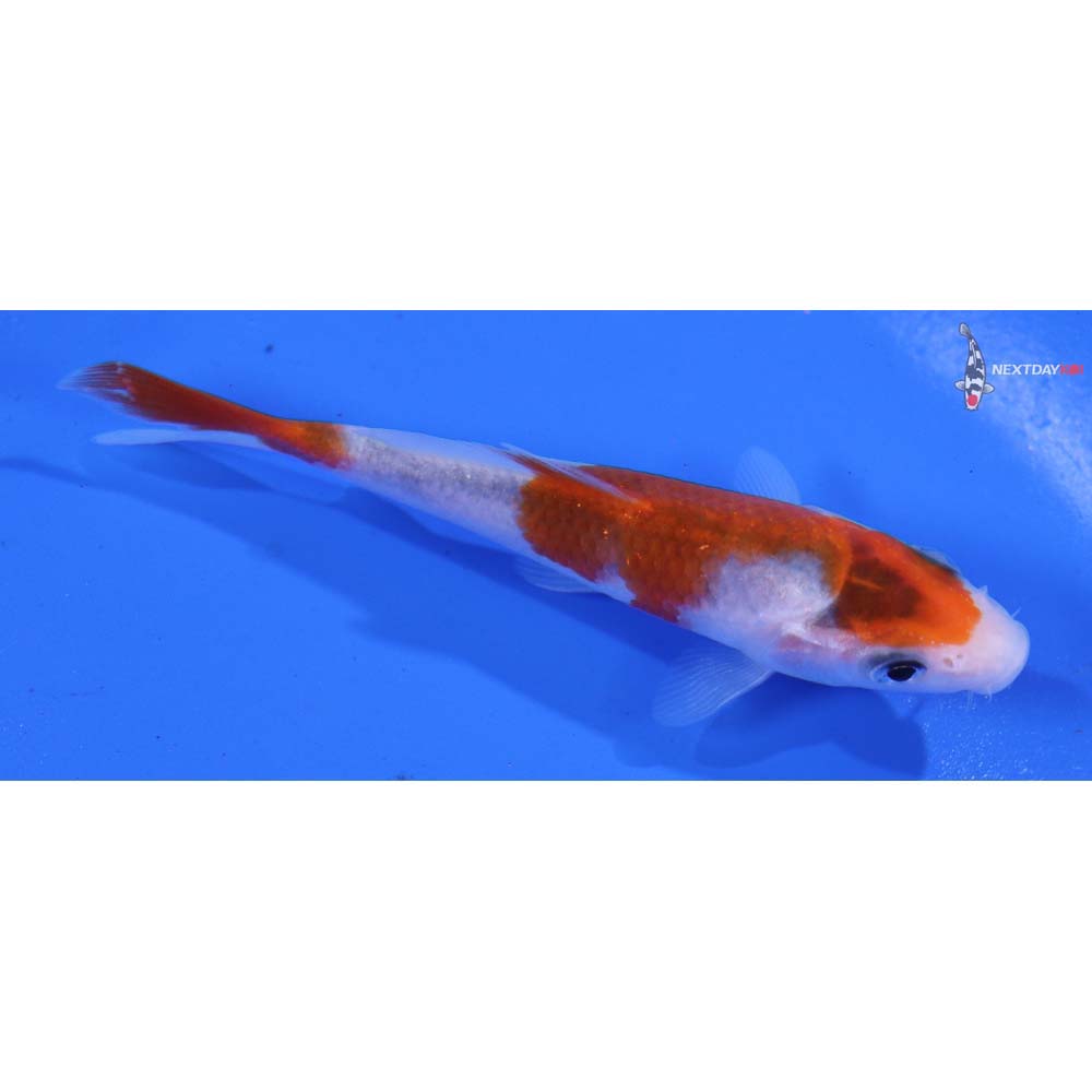 3.5” Imported Goromo