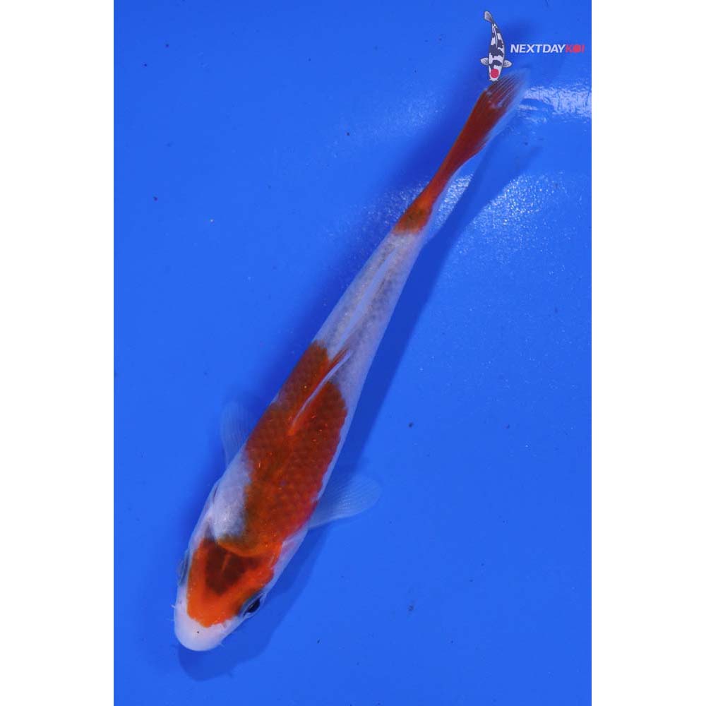 3.5” Imported Goromo