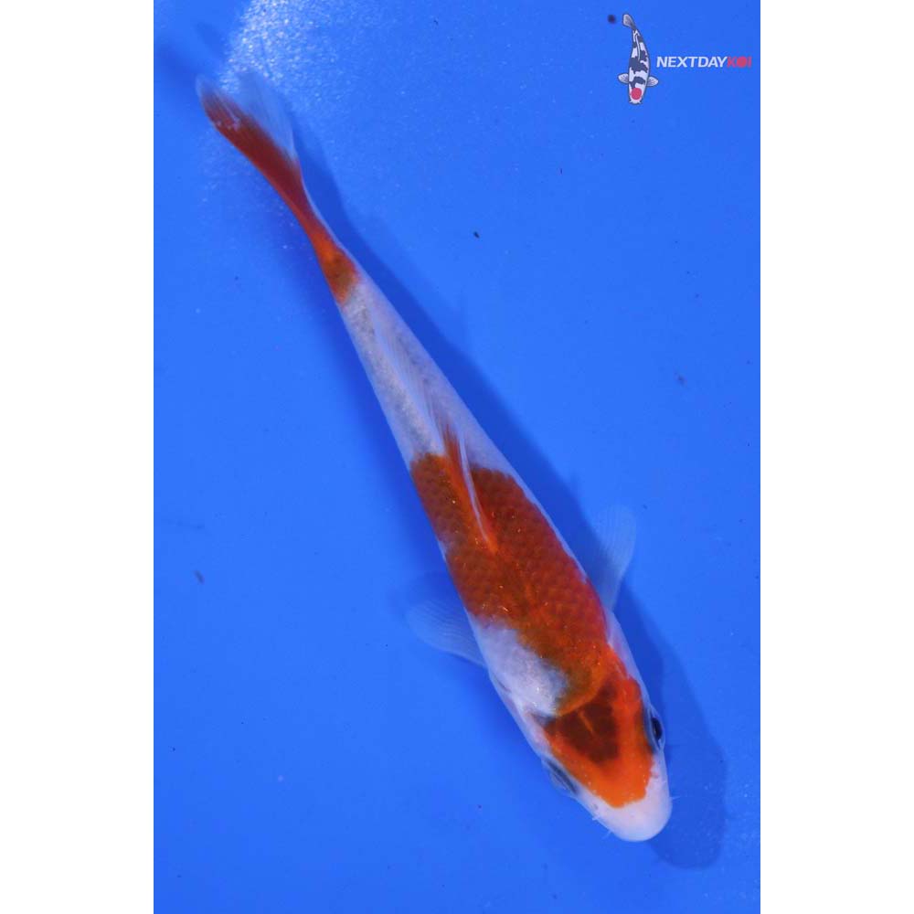 3.5” Imported Goromo