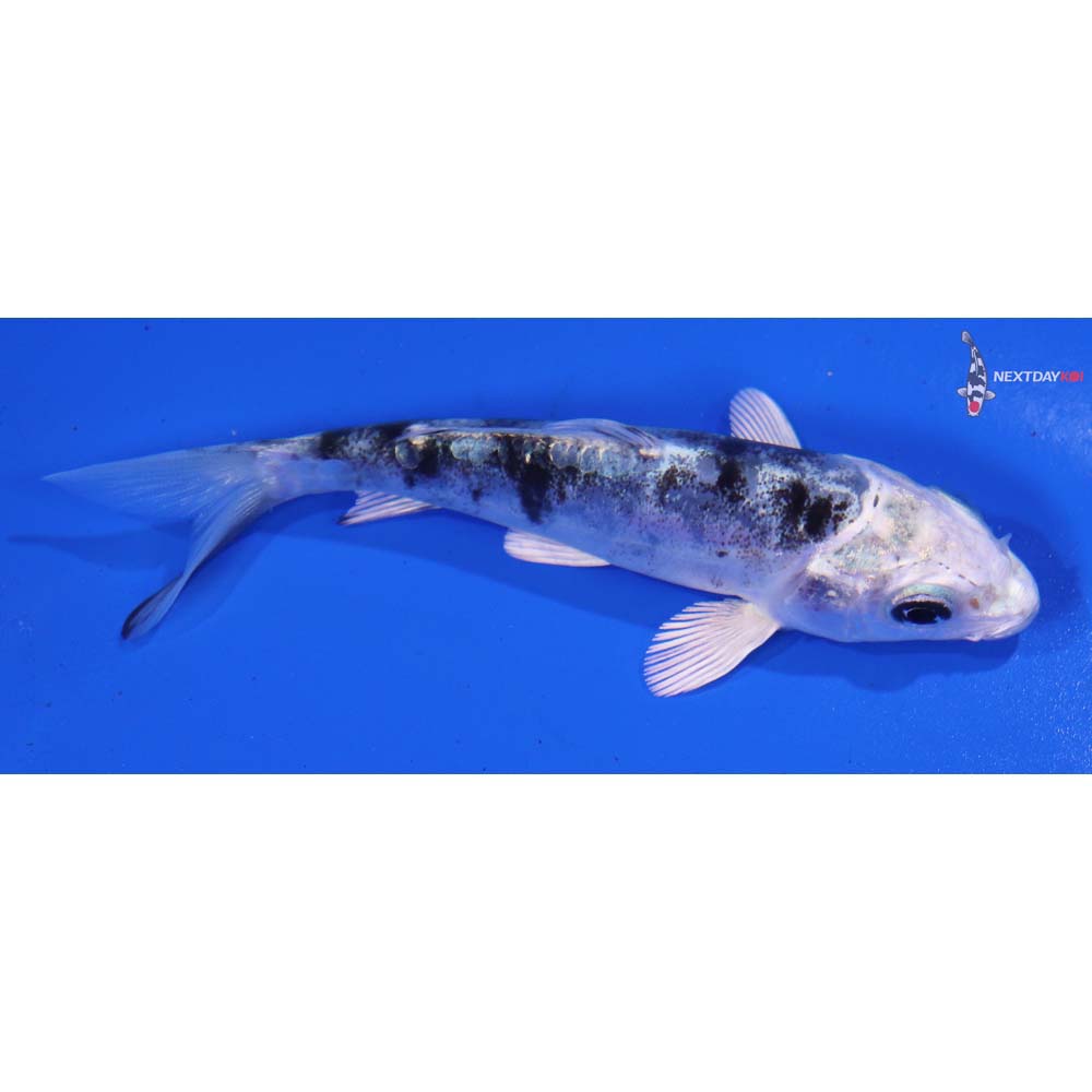 3.5” Imported Doitsu Gin Shiro Bekko