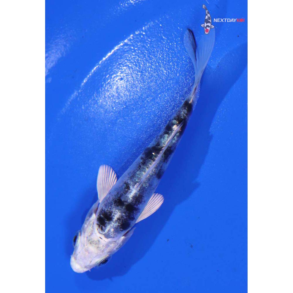 3.5” Imported Doitsu Gin Shiro Bekko