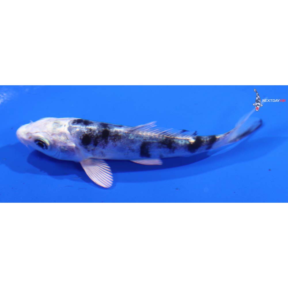 3.5” Imported Doitsu Gin Shiro Bekko